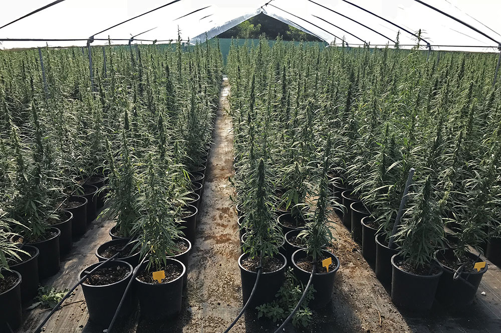 Serra per la coltivazione di Cannabis Light